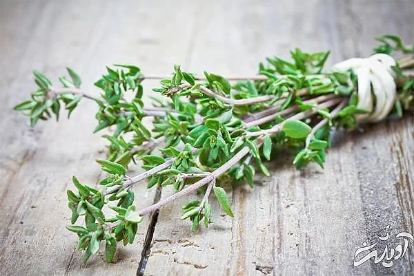 درمان بیماری با آویشن 